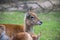 Roe deers in zoo, Berlin