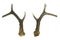 Roebuck antlers trophy