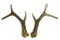 Roebuck antlers trophy