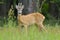 Roebuck (capreolus capreolus)