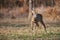 Roebuck with fluffy horns in the forest