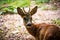 Roebuck in the forest looks carefully backwards