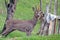 Roebuck, goat, deer isolated