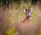 Roebuck in a grass field