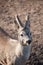 Roebuck with horns. Portrait of European roe deer.