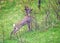 Roebuck isolated in the field - deer , goat