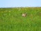Roebuck on a meadow in spring