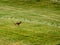 Roebuck on a meadow in spring in Germany