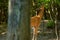 Roebuck in an oak forest feeding on oak leaves