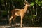 Roebuck in an oak forest feeding on oak leaves