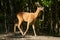 Roebuck in an oak forest feeding on oak leaves