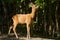 Roebuck in an oak forest feeding on oak leaves