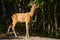 Roebuck in an oak forest feeding on oak leaves