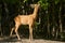 Roebuck in an oak forest feeding on oak leaves