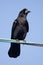 Roek, Rook, Corvus frugilegus