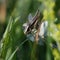 Roesel`s Bush-cricket