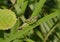 Roesel`s Bush-cricket