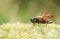 A Roesel`s Bush-cricket Metrioptera roeselii perched on the edge of a flower.