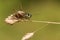 A Roesel`s bush Cricket Metrioptera roeselii perched on a grass seed head.