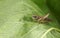 A Roesel`s Bush-cricket, Metrioptera roeselii, resting on a horseradish leaf in a field.