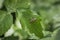 Roesel\\\'s bush-cricket  Roeseliana roeselii (synonym Metrioptera roeselii) is a European bush-cricket
