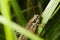 Roesels bush-cricket