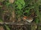 Roestkapmierpitta, Chestnut-crowned Antpitta, Grallaria ruficapi
