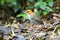 Roestkapmierpitta, Chestnut-crowned Antpitta, Grallaria ruficapilla