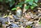 Roestkapmierpitta, Chestnut-crowned Antpitta, Grallaria ruficapilla