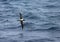 Roetkopalbatros, Light-mantled Sooty Albatross, Phoebetria palpebrata