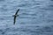 Roetkopalbatros, Light-mantled Sooty Albatross, Phoebetria palpebrata