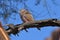 Rofous-crowned roller coracias naevia in the Waterberg national park in Namibia