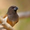 rofous treepie bird closeu India