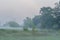 Rogalin Landscape Park - old oaks in the mist on meadow before sunrise