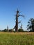 Rogalin wetlands. The most famous oaks in Poland