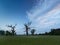 Rogalin wetlands. The most famous oaks in Poland before sunrise