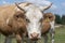 Rogla, Pohorje mountain range, Slovenia, Europe - cows on pasture