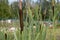 Rogoz lat. Typha - very useful plant