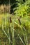 Rogoz reed near the shore of lake pond on sunny summer day. Sunny landscape with coastal greens cane reed rush sedge