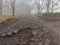 A roguh, uneven cobbled path between bare trees on a foggy winter morning