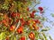 Rohida tree and blossoming orange flowers with blue sky