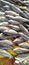 Rohu carp fish arranged in thailand fish market