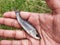 Rohu fish seed in hand rohu carp seed production in fish breeding hatchery