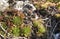 Rojnik - Sempervivum, rock plants from limestone rocks on the Krakow-Czesochowska Upland