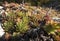 Rojnik - Sempervivum, rock plants from limestone rocks on the Krakow-Czesochowska Upland