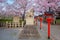 Rokusonno shrine with beautiful full bloom cherry blossom in spring