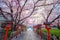 Rokusonno shrine with beautiful full bloom cherry blossom in spring in Kyoto, Japan