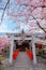 Rokusonno shrine with beautiful full bloom cherry blossom in spring in Kyoto, Japan