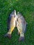 The role of a successful fisherman - carp, green grass in the background