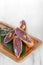 roll purple sweet potato cakes served on a wooden and leaf base with a white background